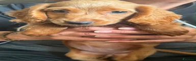 Cockapoo 1