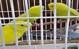 Budgerigars birds for sale: Budgies for sale - Image 2