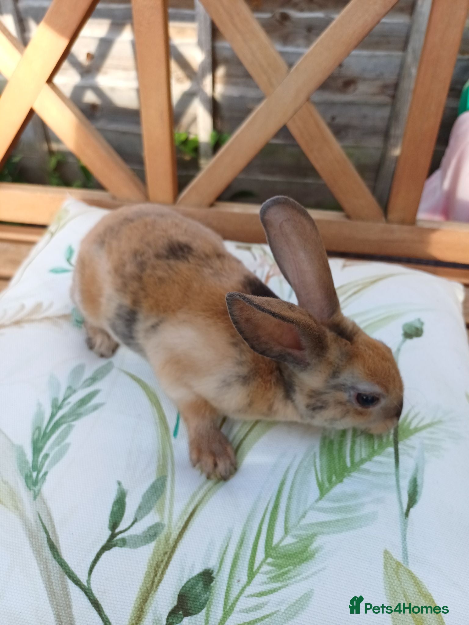 Rex rabbits Gorgeous harlequin marked mini rex girls - Advert 18