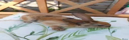 Rex rabbits for sale: Gorgeous harlequin marked mini rex girls - Advert 1