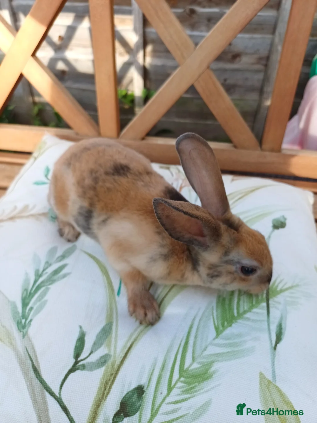 Rex rabbits for sale: Gorgeous harlequin marked mini rex girls - Advert 1