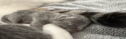 Mixed Breed cats for sale: Blue kittens in Sudbury - Advert 4