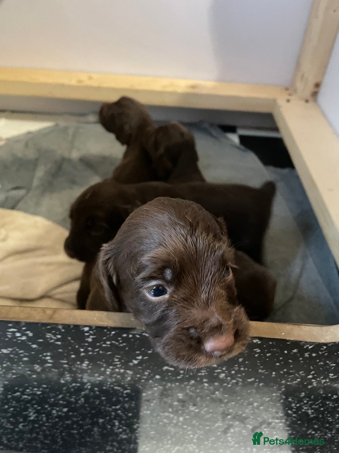 Cocker Spaniel dogs for sale: Working cocker spaniels  - Advert 8