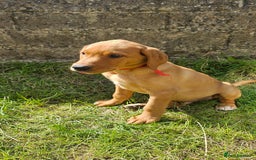 Labrador Retriever dogs for sale: Labrador Puppies For sale Ready Now - Image 1
