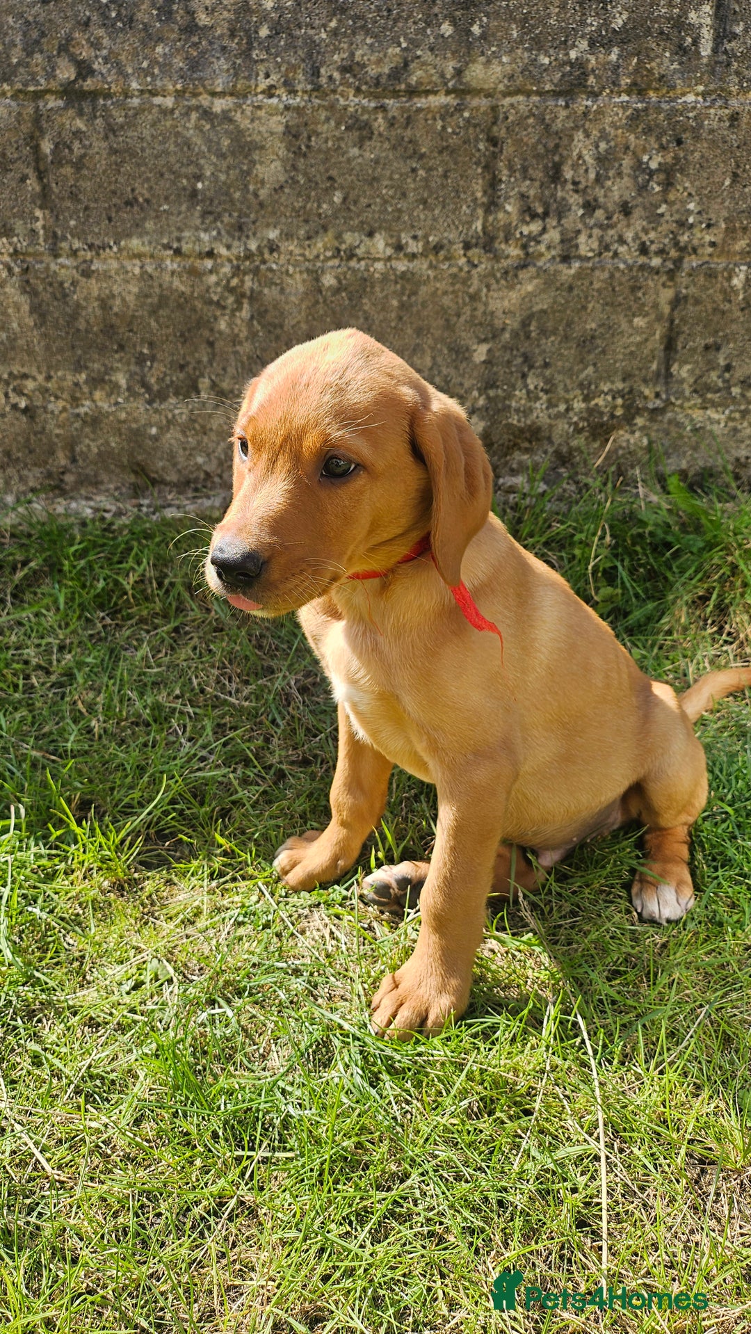 Labrador Retriever dogs for sale: Labrador Puppies For sale Ready Now - Image 1