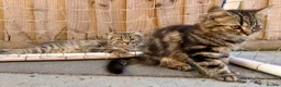 Persian cats for sale: READY TO LEAVE- OPEN TO OFFERS - Advert 5