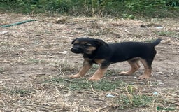Mixed Breed dogs for sale: Border terrier x jack Russell puppies - Image 10