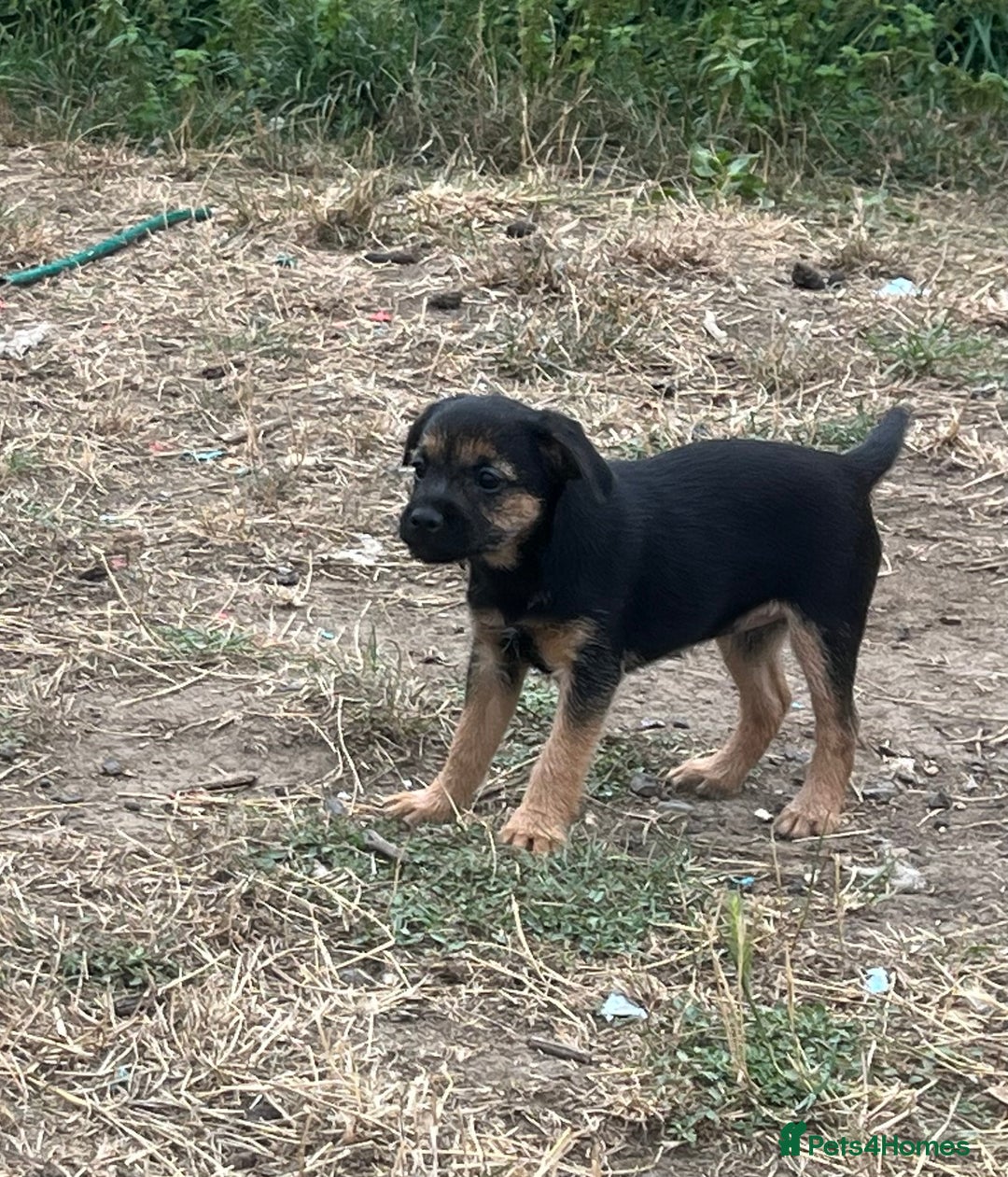 Mixed Breed dogs for sale: Border terrier x jack Russell puppies - Image 10