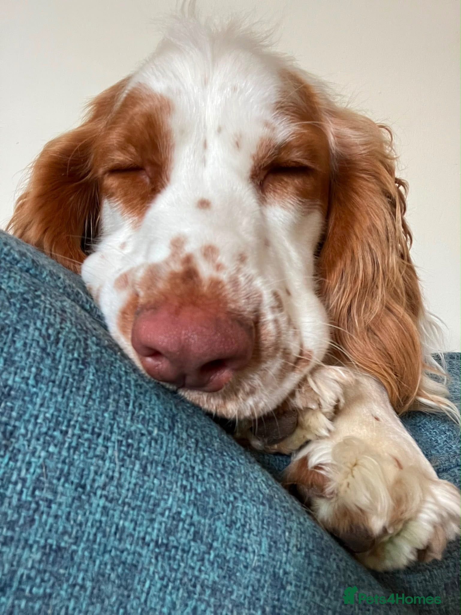 Cocker Spaniel dogs 8 month cocker spaniel male - Advert 1