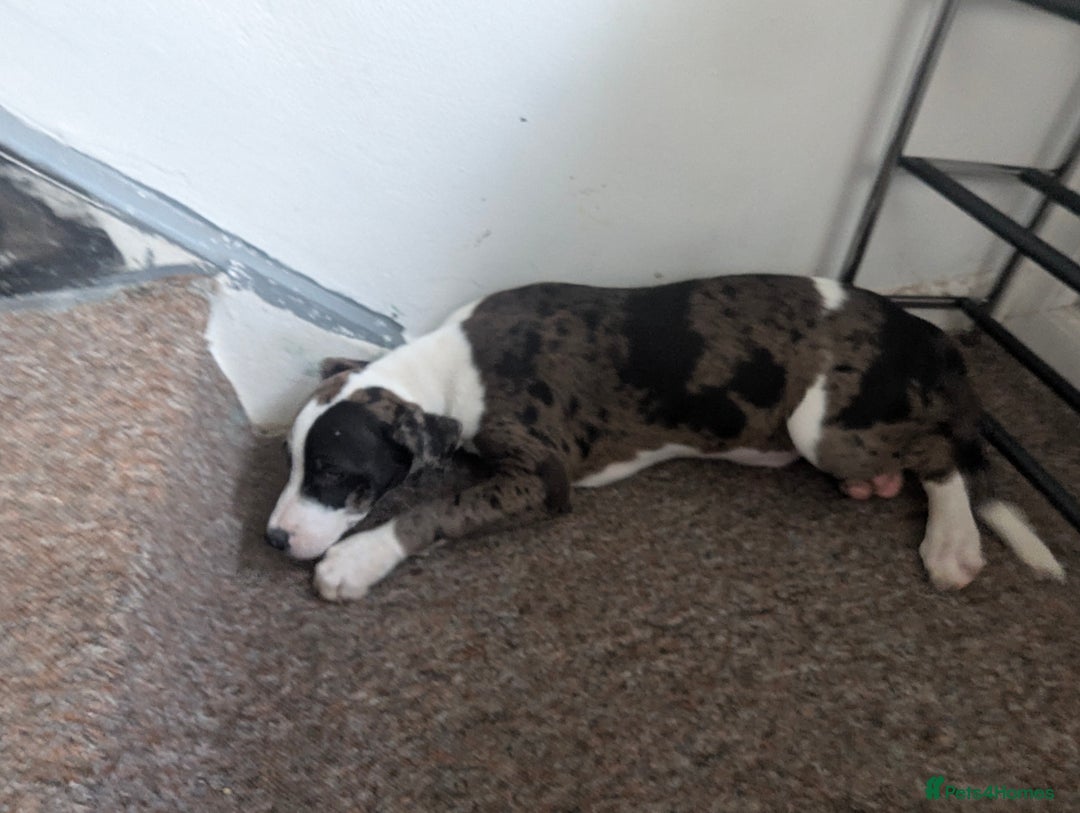 Mixed Breed dogs for sale: Three pups for sale  - Image 3