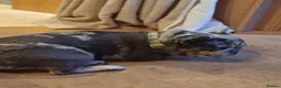 French Bulldog dogs for sale: 2 beautiful pups left male/female  - Advert 2