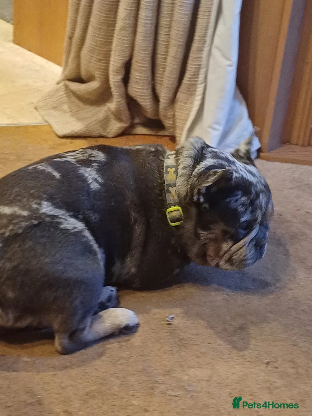 French Bulldog dogs for sale: 2 beautiful pups left male/female  - Advert 2