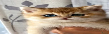 Odd eye baby