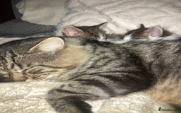 Mixed Breed cats for sale: Sweet Kittens  - Image 22