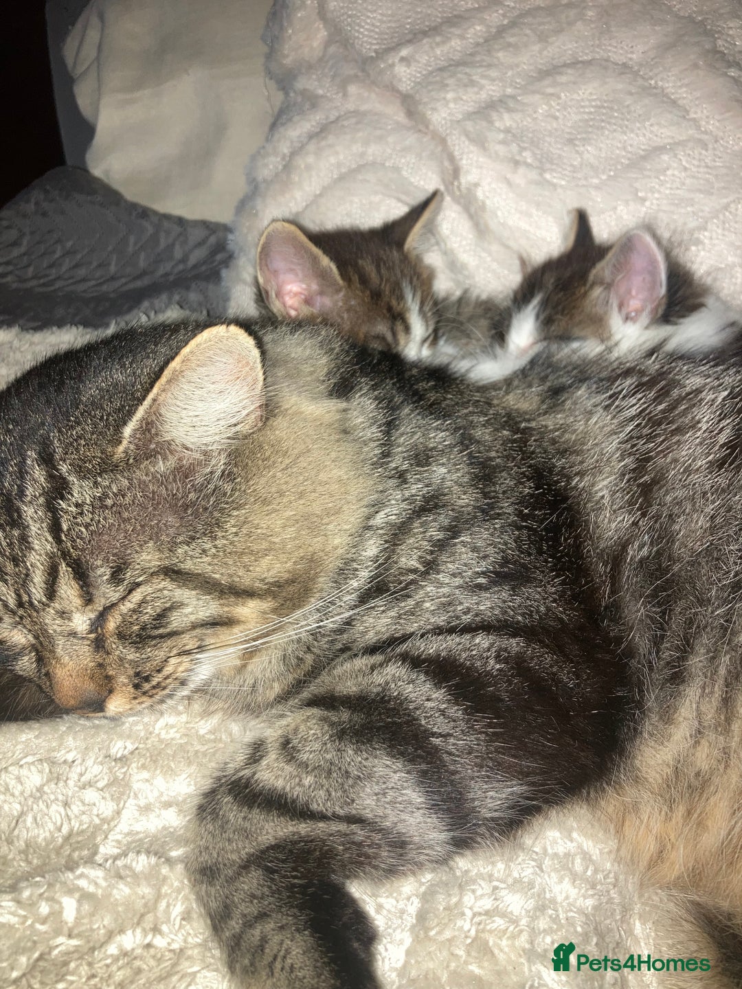 Mixed Breed cats for sale: Sweet Kittens  - Image 22