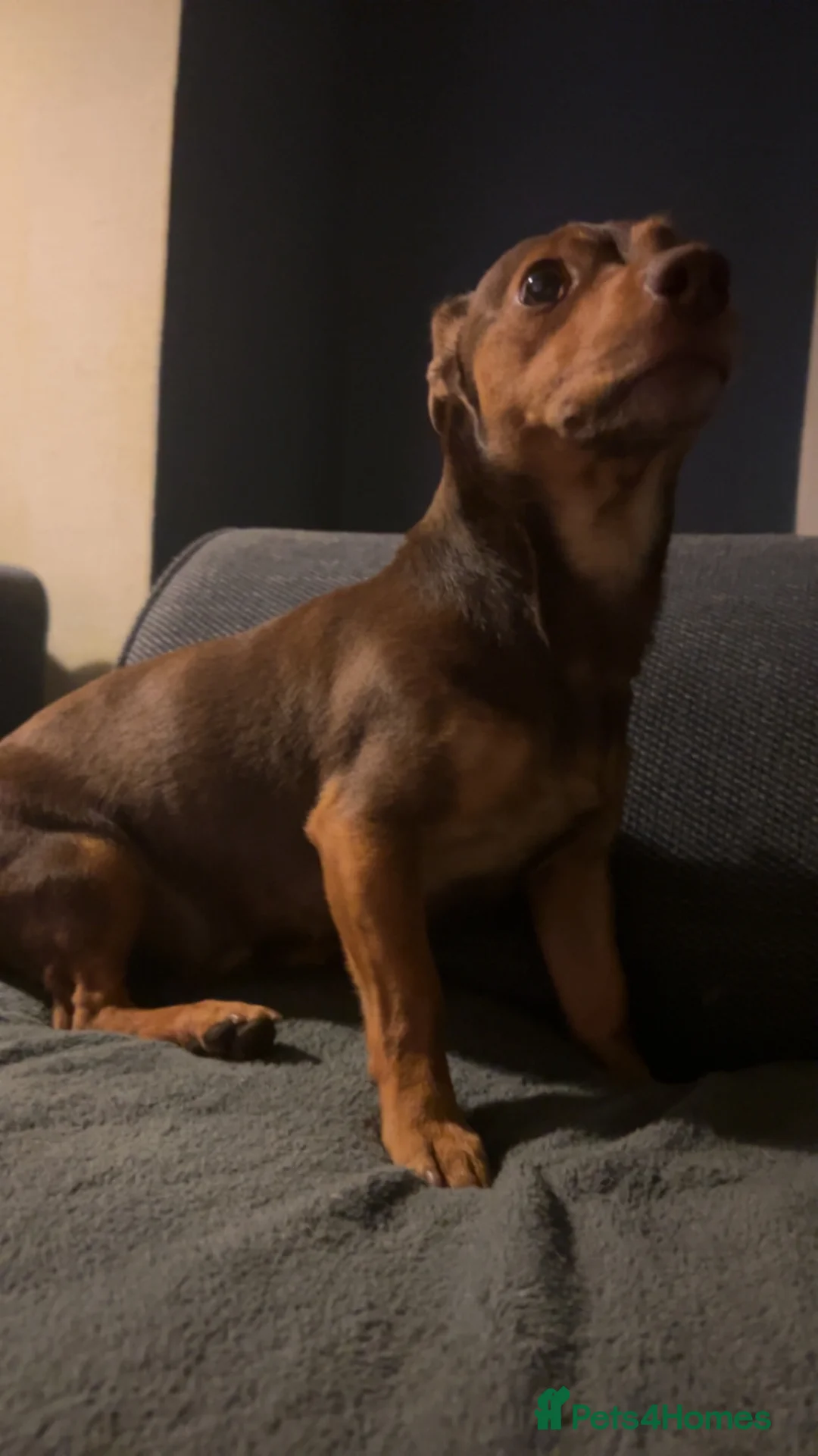 Jack Russell dogs for stud: 🤎Rocco🤎 - Advert 5