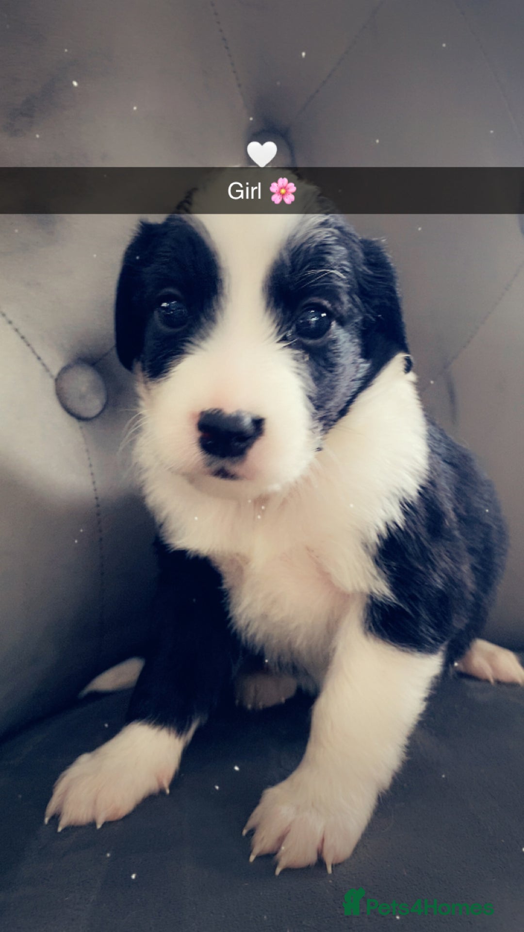 Mixed Breed dogs for sale: Cocker collie cross  - Image 2