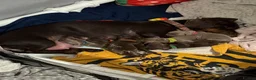 Miniature Dachshund dogs for sale: Miniature Dachshunds for sale  in Hessle - Advert 3