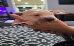 German Shepherd dogs for sale: Amazing german shepherd puppies for rehousing  - Advert 9