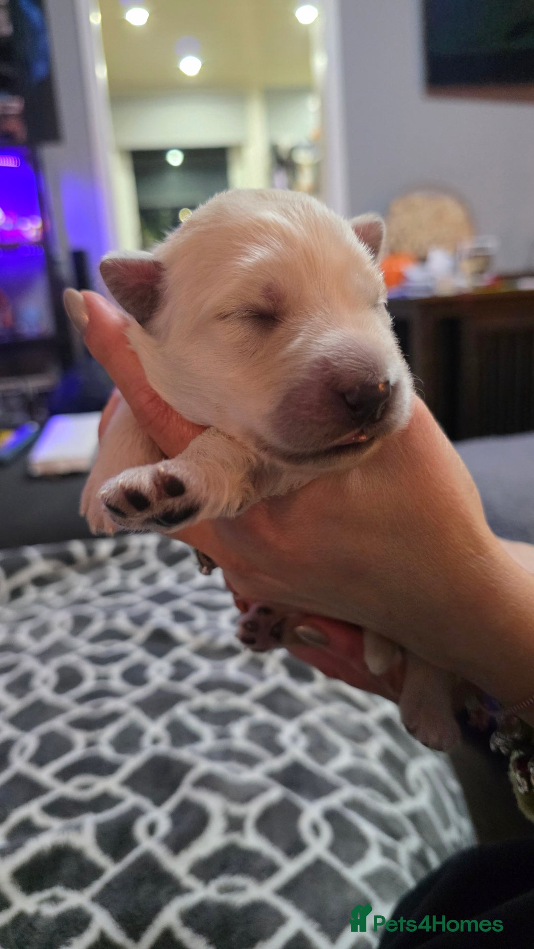 German Shepherd dogs for sale: Amazing german shepherd puppies for rehousing  - Advert 9