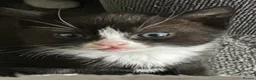 Domestic Shorthair cats for sale: 11 week old male kitten - Advert 21