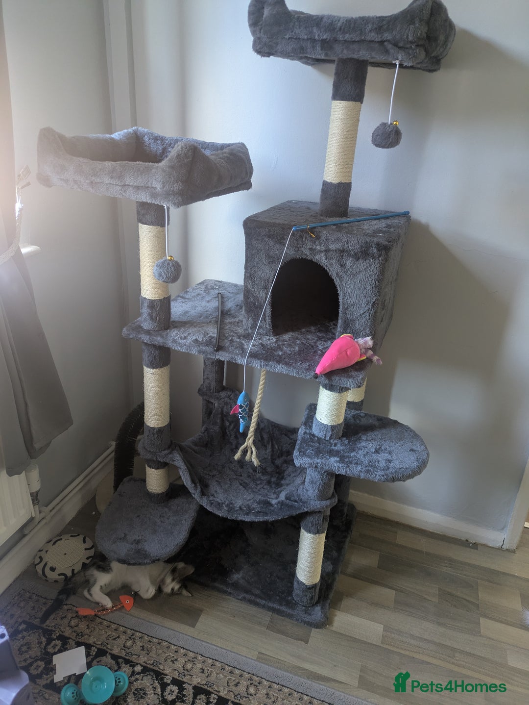 Mixed Breed cats for sale: Kitten male 11 weeks old  - Image 8