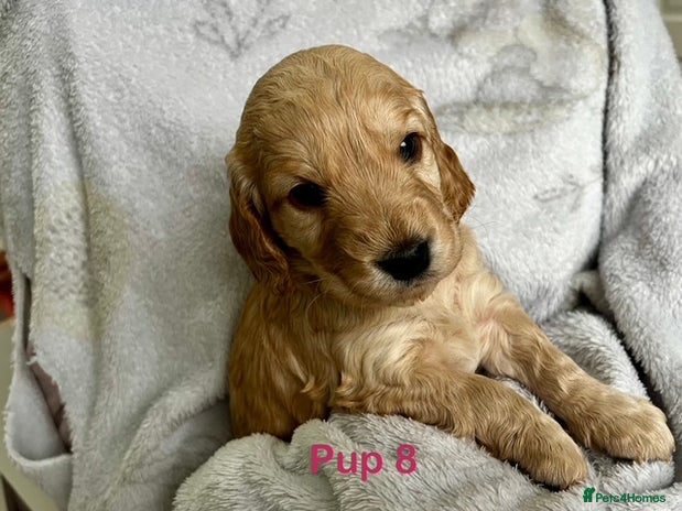 Cockapoo dogs Adorable Cocker/Cockapoo Puppies - Only 2 left! - Advert 1