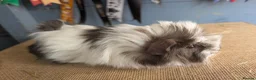Guinea Pig rodents for sale: Funky & swiss breed guinea pig babies  - Advert 2