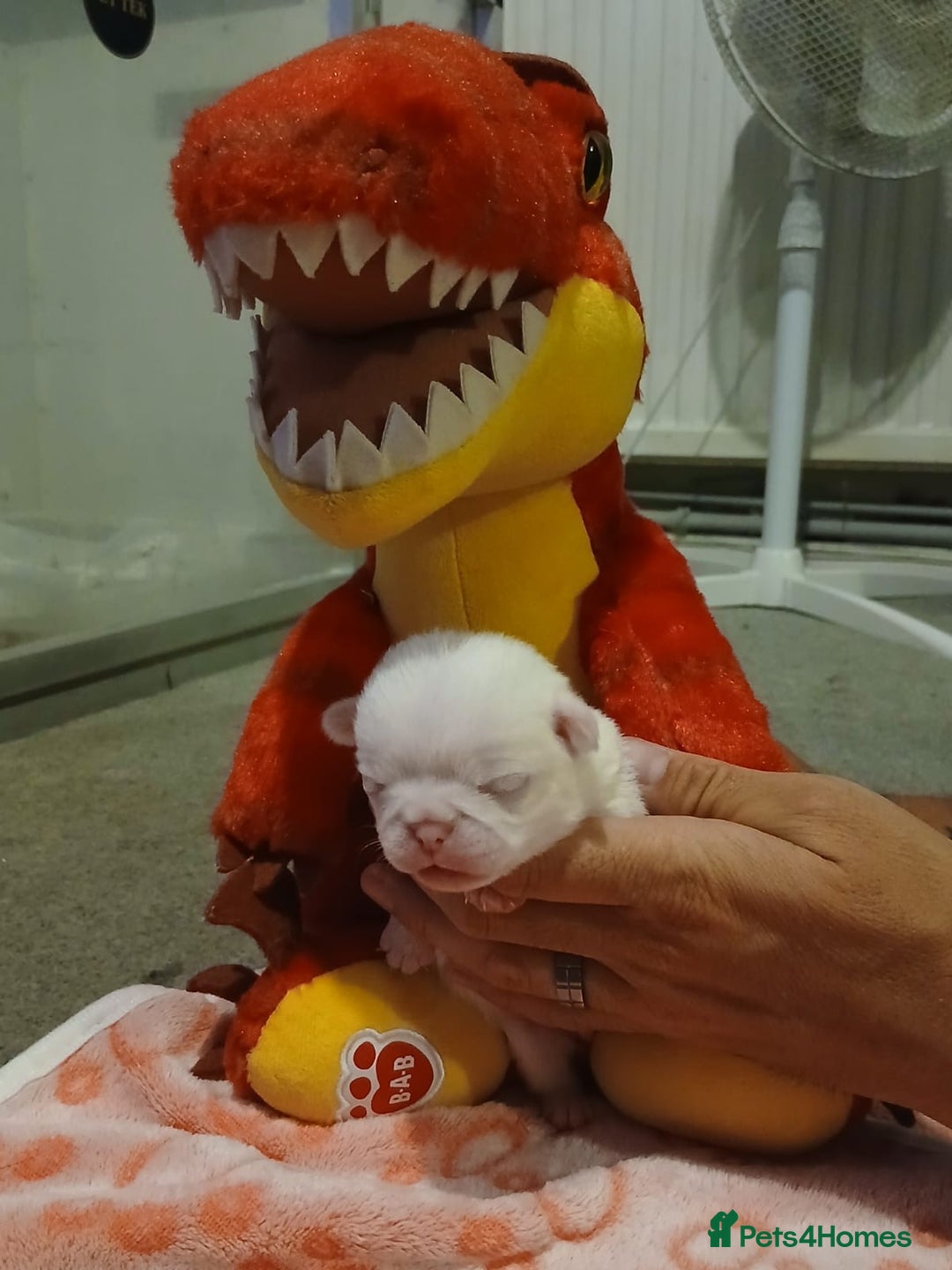 Pug dogs for sale: The “Dinosaur Litter”  - Image 4