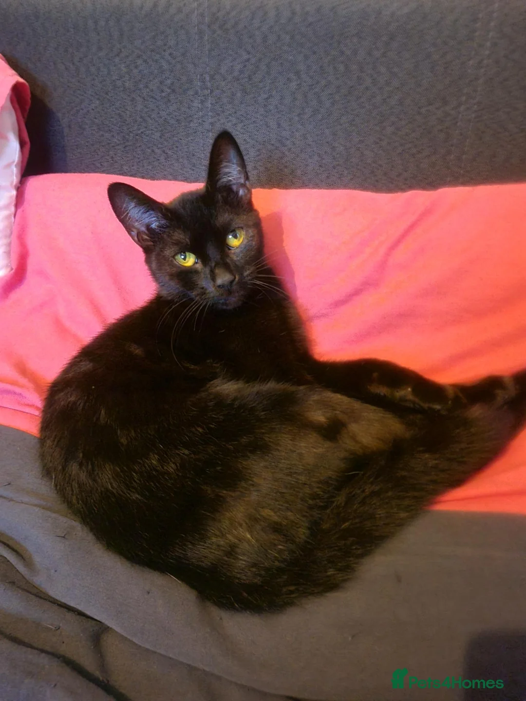 British Shorthair cats for sale: Beautiful female 1year old - Advert 2