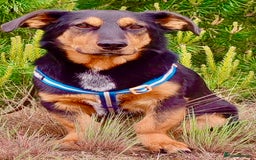 Dachshund dogs for adoption: Partos: Found Minutes Before Death - Image 1