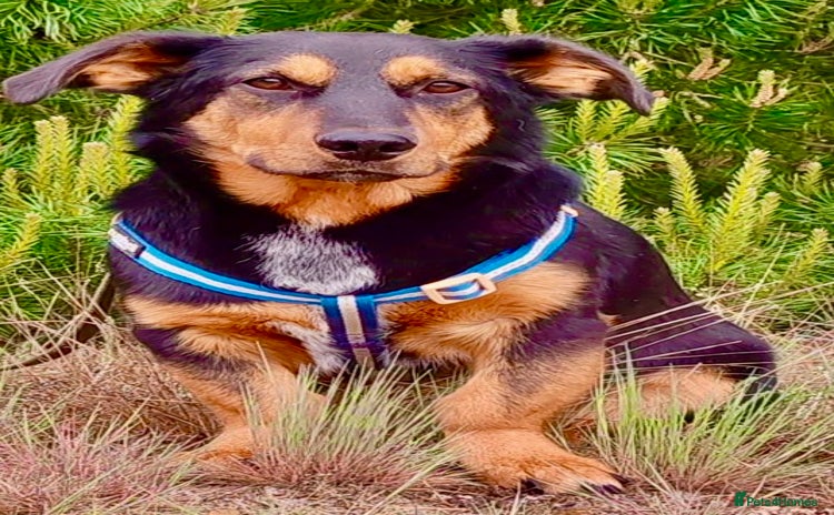 Dachshund dogs - Advert 3