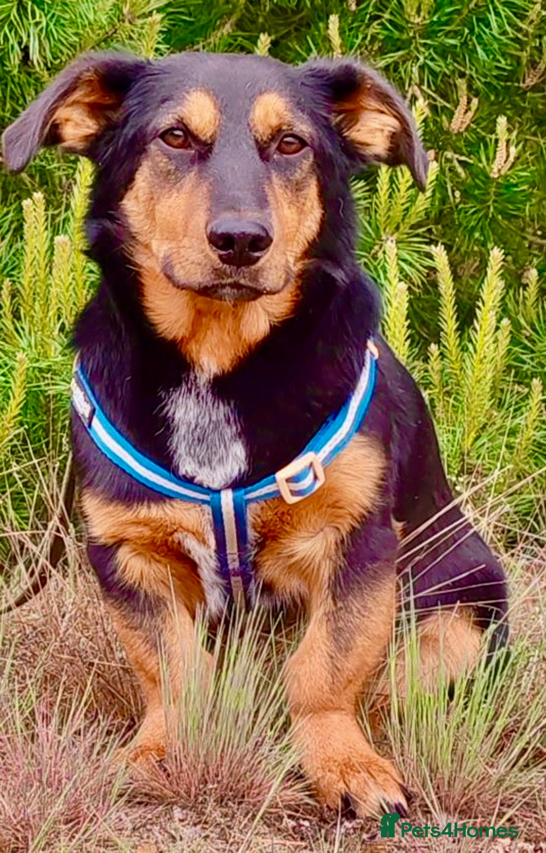 Dachshund dogs for adoption: Partos: Found Minutes Before Death - Image 1