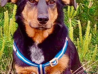 Dachshund dogs - Advert 1