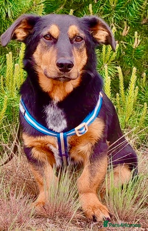 Dachshund dogs - Advert 1