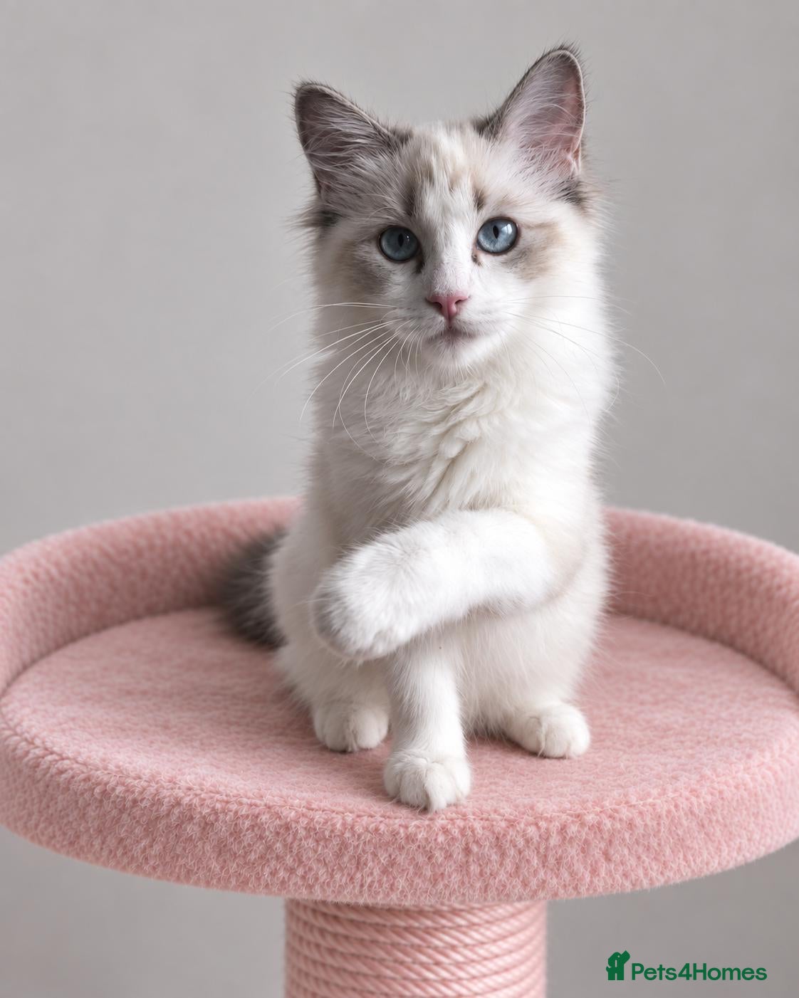 Ragdoll cats for sale: 🐾 Beautiful Ragdoll Kittens for Sale 🐾 - Advert 2