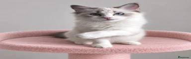 Ragdoll 1