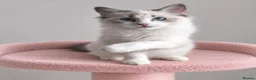 Ragdoll cats for sale: 🐾 Beautiful Ragdoll Kittens for Sale 🐾 - Advert 23