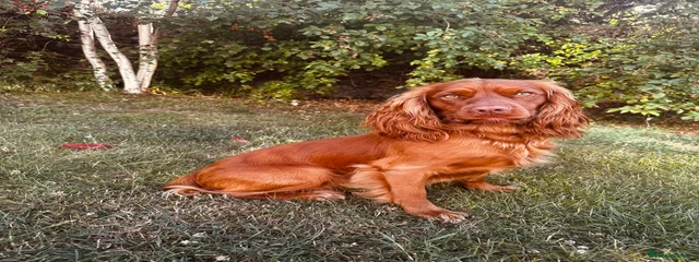Hugo