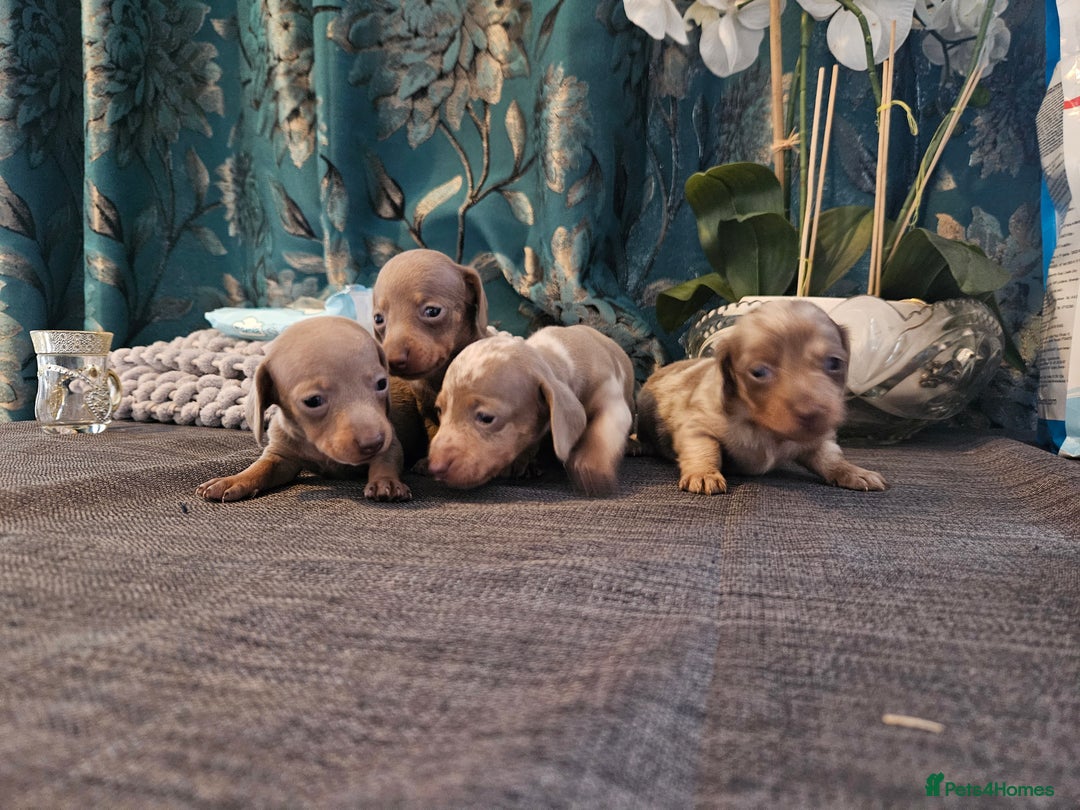 Dachshund dogs for sale: Dachshund  - Image 14