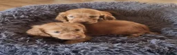 Sprocker dogs for sale: Stunning Sprocker Spaniel puppies  in Mansfield - Advert 11