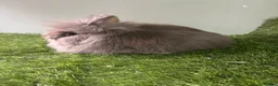 Lionhead rabbits for sale: Double mained lionheads ready now  - Advert 5