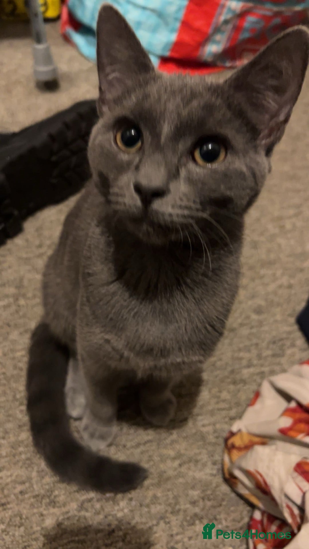 Mixed Breed cats russian blue x british shorthair kitten - Advert 3