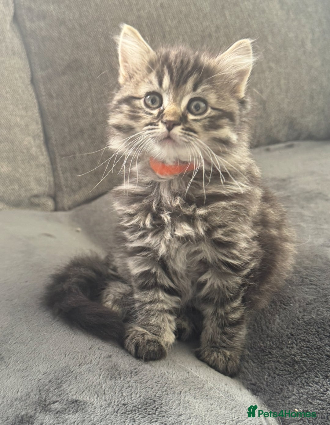 Mixed Breed cats for sale: Maine coon x ragdoll  - Image 14