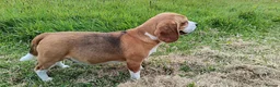 Beagle dogs for sale: Lovely Tri puppy  in Bude - Advert 1