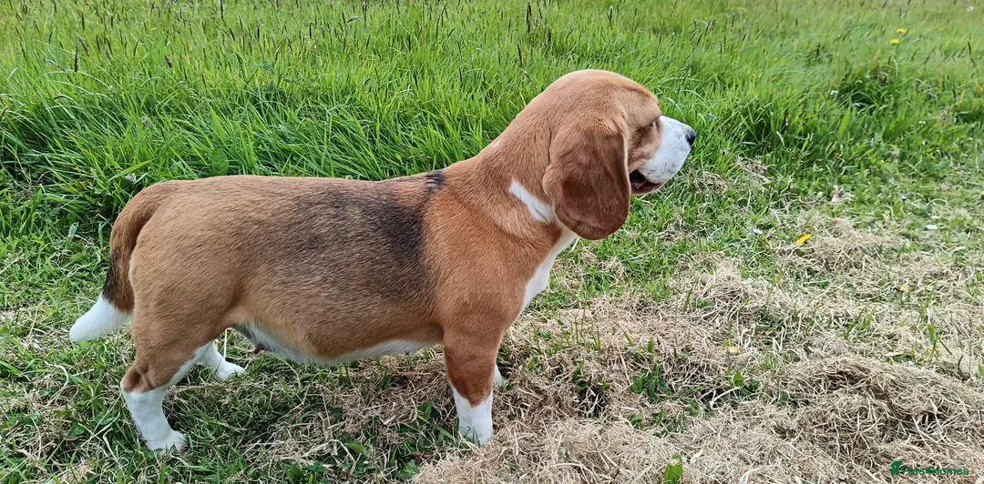 Beagle dogs for sale: Lovely Tri puppy  in Bude - Advert 1