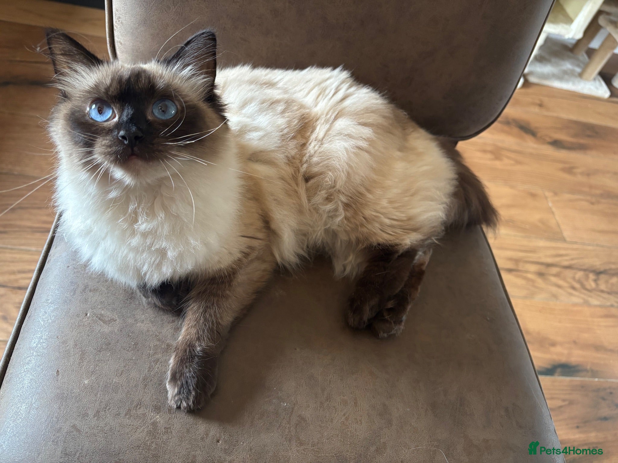 Ragdoll cats Ragdoll  - Advert 12