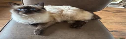 Ragdoll cats for sale: Ragdoll  in Craigavon - Advert 1