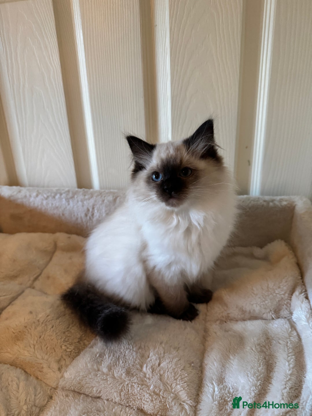 Ragdoll cats for sale: Beautiful Ragdoll kittens - Advert 2