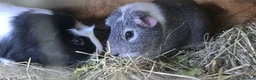 Guinea Pig rodents for sale: Rescue rehome 2 male guinea pigs age 2 - Advert 1